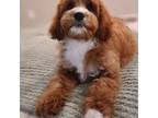 Cavapoo Puppy for sale in Scottsboro, AL, USA