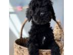 Goldendoodle Puppy for sale in Pittsburgh, PA, USA