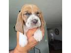 Basset Hound Puppy for sale in Bergen, NY, USA