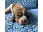 Basset Hound Puppy for sale in Bergen, NY, USA