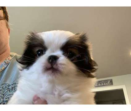 Katy Sable/White Female is a White Female Japanese Spaniel Puppy For Sale in Salem OR