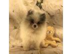 Pomeranian Puppy for sale in Byron, GA, USA