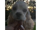 Cocker Spaniel Puppy for sale in Walker, LA, USA