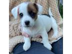 Parson Russell Terrier Puppy for sale in Athens, GA, USA