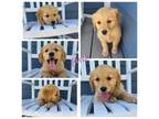 Golden Retriever Puppy for sale in Gridley, KS, USA