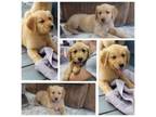 Golden Retriever Puppy for sale in Gridley, KS, USA
