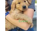 Golden Retriever Puppy for sale in Gridley, KS, USA