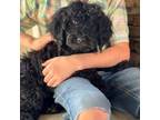 Goldendoodle Puppy for sale in Atlanta, GA, USA