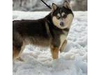 Davos (Blue Pomsky Stud)