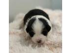 Mutt Puppy for sale in Cache, OK, USA