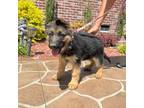 German Shepherd Dog Puppy for sale in Walstonburg, NC, USA