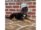 German Shepherd Dog Puppy for sale in Walstonburg, NC, USA