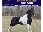 Registered Spotted Saddle Gelding