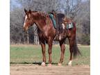 Stallion Breeding for auction- Bet hesa cat son-TR dual rey mare