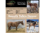 She is sired by SMOOTH TALKIN STYLE