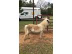 Miniature Horse For Sale