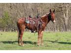 Meet Duke Sorrel Gaited Mule Gelding - Available on [url removed]