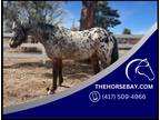 Meet Pedro Leopard Appaloosa Gelding - Available on [url removed]