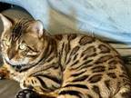 A Beautiful Full Bred BENGAL Kitten