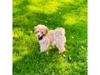 Poodle (Toy) Puppy for sale in Rogers, MN, USA