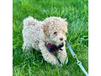 Poodle (Toy) Puppy for sale in Rogers, MN, USA