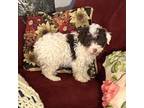 Mutt Puppy for sale in Commodore, PA, USA
