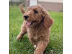 Goldendoodle Puppy for sale in Ethridge, TN, USA