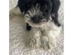 Schnauzer (Miniature) Puppy for sale in Oklahoma City, OK, USA