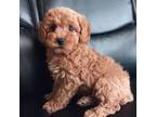 Poodle (Toy) Puppy for sale in Opelika, AL, USA