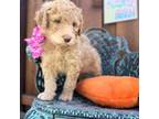Labradoodle Puppy for sale in Fremont, CA, USA