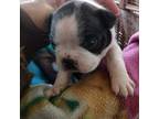 Boston Terrier Puppy for sale in Wisconsin Dells, WI, USA
