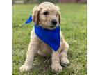 Goldendoodle Puppy for sale in Chesterfield, SC, USA