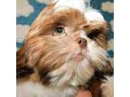 Shih Tzu Puppy for sale in Asheville, NC, USA
