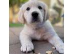 Golden Retriever Puppy for sale in Phoenix, AZ, USA