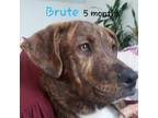 Brute