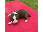 Australian Shepherd Puppy for sale in Kingsbury, TX, USA