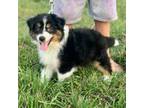 Australian Shepherd Puppy for sale in Kingsbury, TX, USA