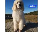 Asher