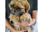 Shih Tzu Puppy for sale in Leetonia, OH, USA