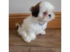 Shih Tzu Puppy for sale in Leetonia, OH, USA