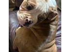 Olde English Bulldogge Puppy for sale in Woodbury, TN, USA