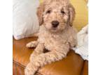 Miniature Labradoodle Puppy for sale in Saratoga Springs, UT, USA