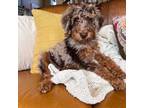 Miniature Labradoodle Puppy for sale in Saratoga Springs, UT, USA