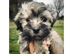 Havanese Puppy for sale in Mount Crawford, VA, USA