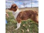 Australian Shepherd Puppy for sale in Cheyenne, WY, USA