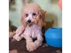 Poodle (Toy) Puppy for sale in Hico, TX, USA