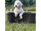 Labradoodle Puppy for sale in Ottsville, PA, USA