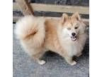 Pomeranian Puppy for sale in Louisville, KY, USA