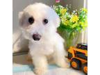 Bichon Frise Puppy for sale in Berkeley, CA, USA