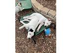 Oakley Australian Cattle Dog Puppy Male